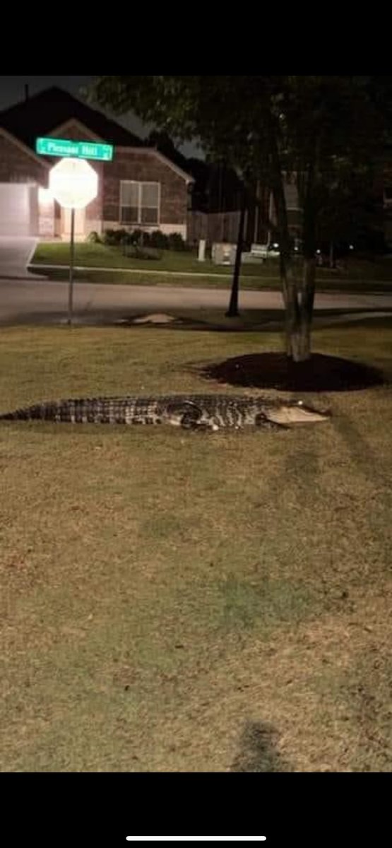 PaulaKelm's tweet photo. @TPWDnews @TexasGameWarden Here is one the gladly come get if they can find him. He is roaming the entire neighborhood. https://t.co/byGAAGgRXx
