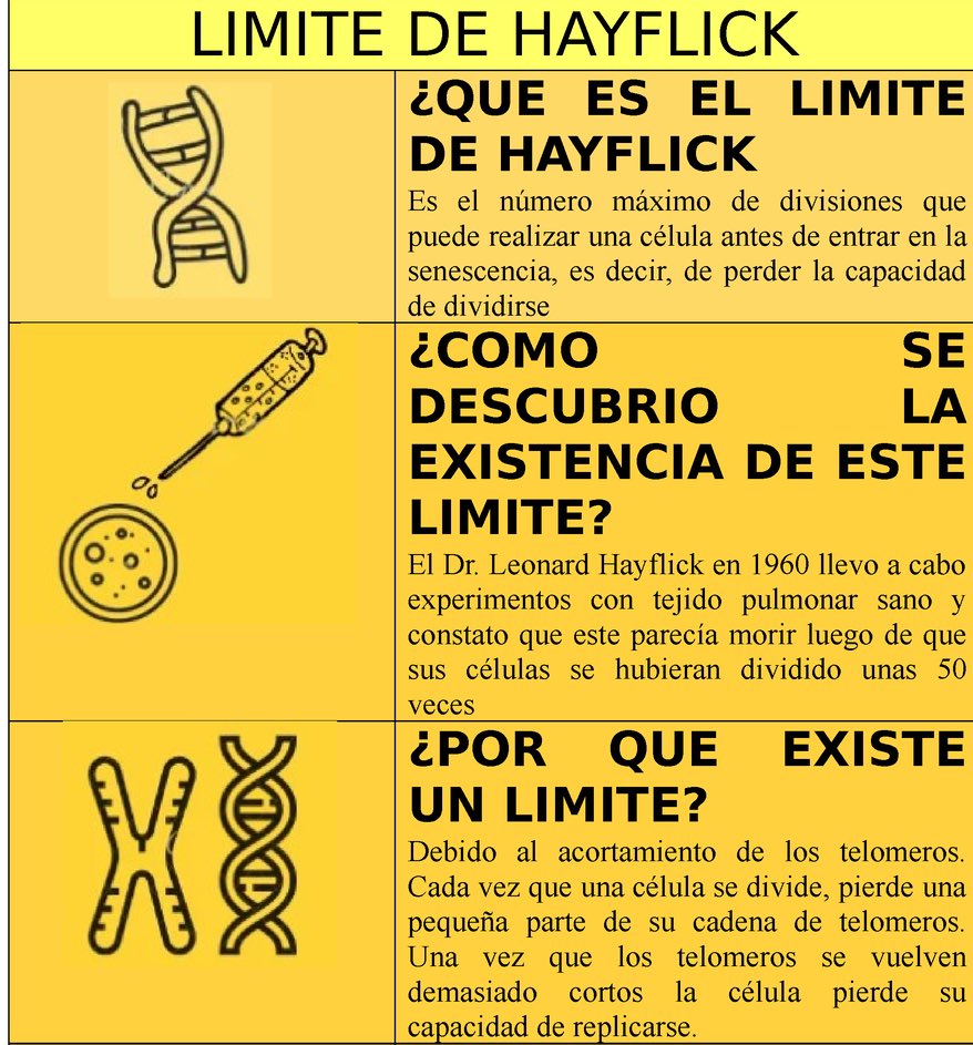 Sus cultivos de células se dividían unos días y luego morían. Por entonces no se conocía la 'Ley Hayflick' , en honor a su investigador, que explica que las células en laboratorio tras 50-60 divisiones, mueren.