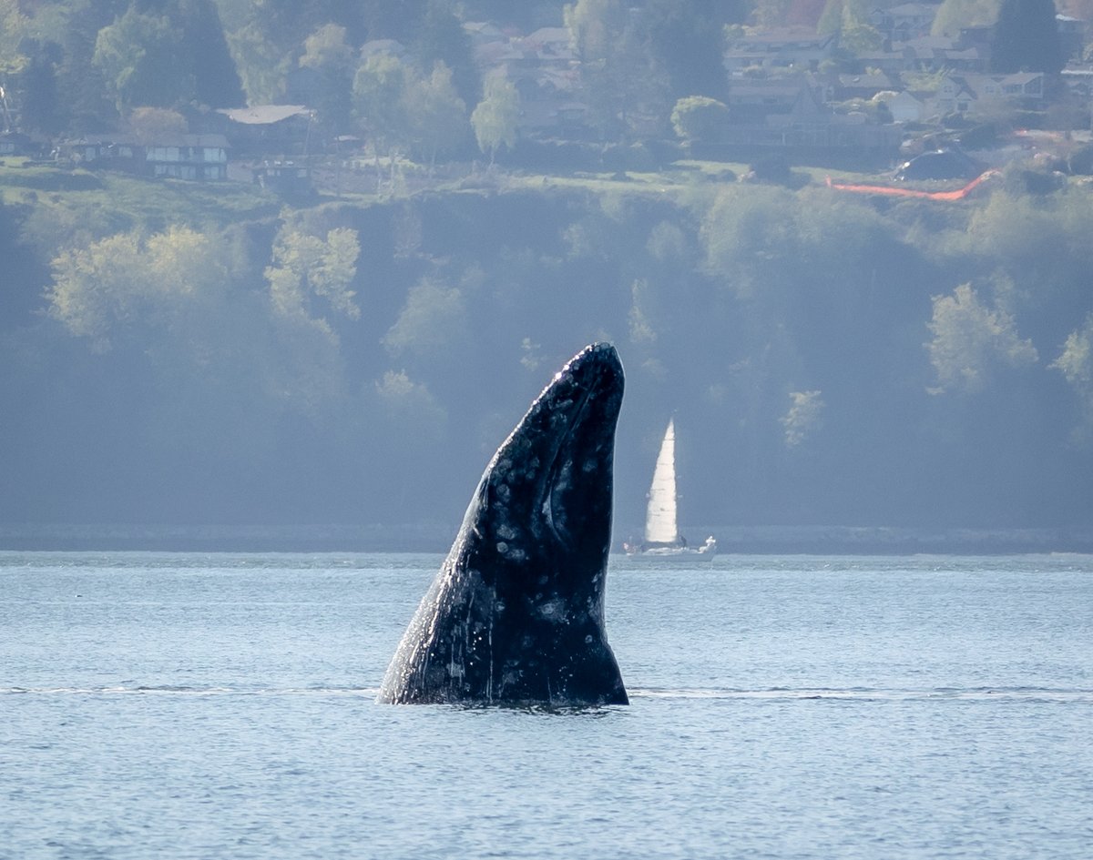 No biggie, just an amazing force of nature caught on camera in the PNW! 🐋 Thanks to Janine Harles for sharing!