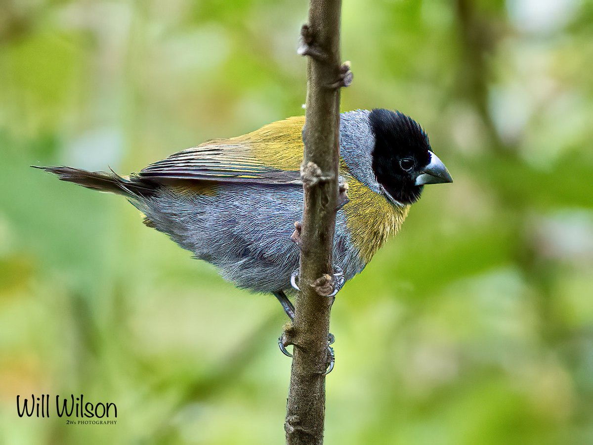 A White-collared Oliveback takes a break from foraging…

📍Nyarutarama lake, #Kigali #Rwanda #RwOX #Birds #VisitRwanda