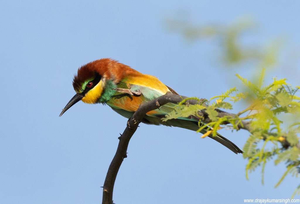 European bee-eater, Bahrain. #EuropeanBeeEater #BeeEater #Wildlife #Bahrain