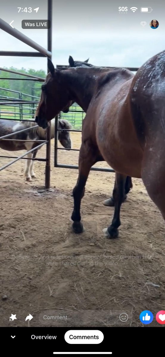 This poor girl with the giant knee and toe turned in needs our help!!! She is at auction and ran through as a no sale. The owner doesn’t want her as asked if w Could buy!! HELP 

PayPal 

paypal.com/donate/?hosted…

Venmo 
@heartandhoovesrescue