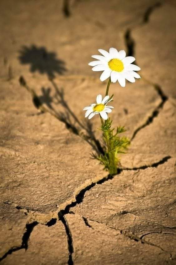 Günaydın 🌼☕🌷🖤 #pazar