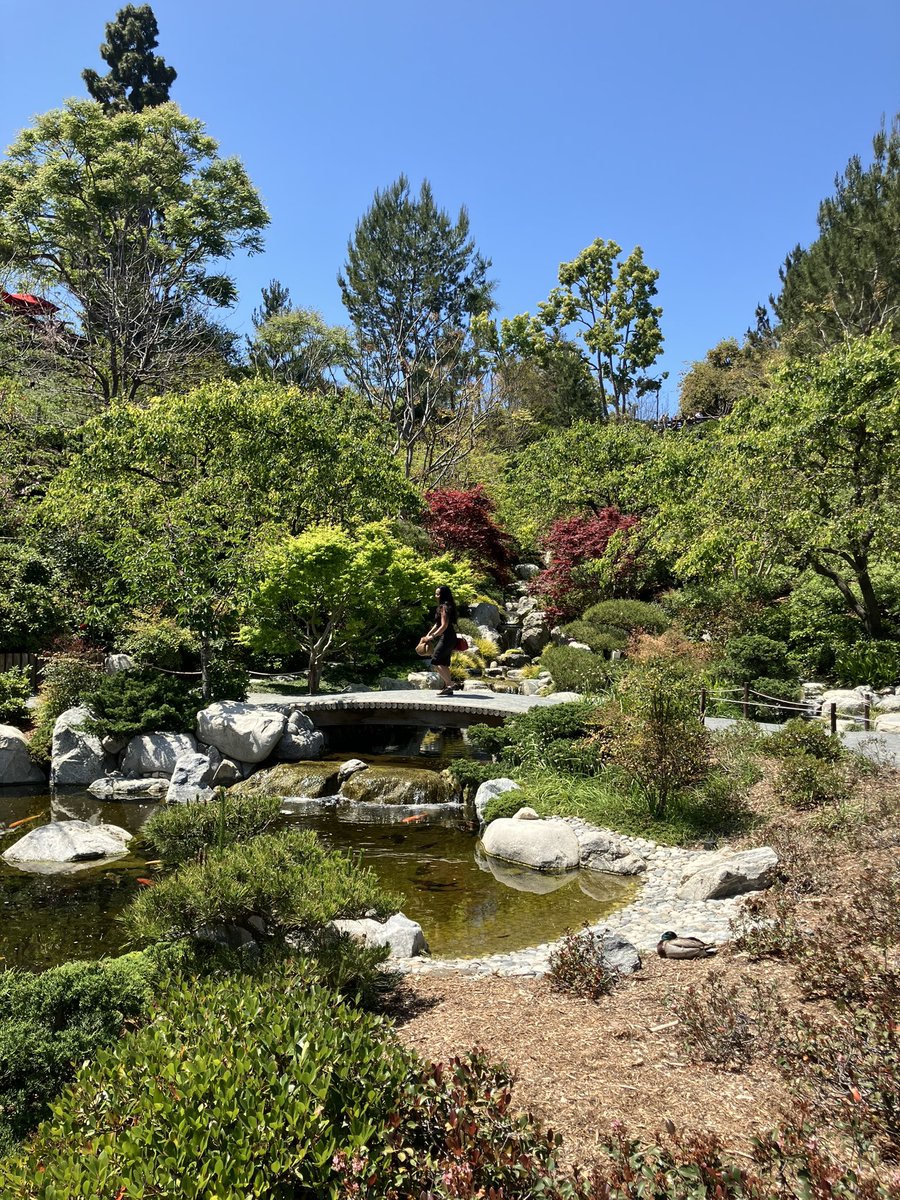 Such a lovely Japanese Garden at Balboa Park! Sooo many hummingbirds all
Over the cherry blossoms, @LuciaNixon !
