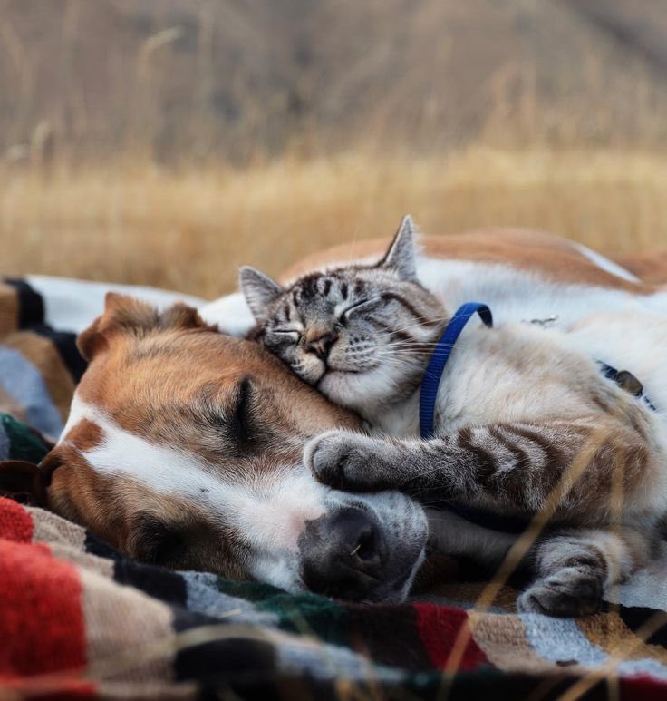 Have a relaxing Sunday dear friends…🐕🐈🌹🍃☀️❤️ #GoodMorningEveryone 🌹 #CoffeeTime ☕️ #AnimalLovers ❤️ #BeKindAlways 🤍 #Blessings ❣️ #PeaceAndLove 🕊️