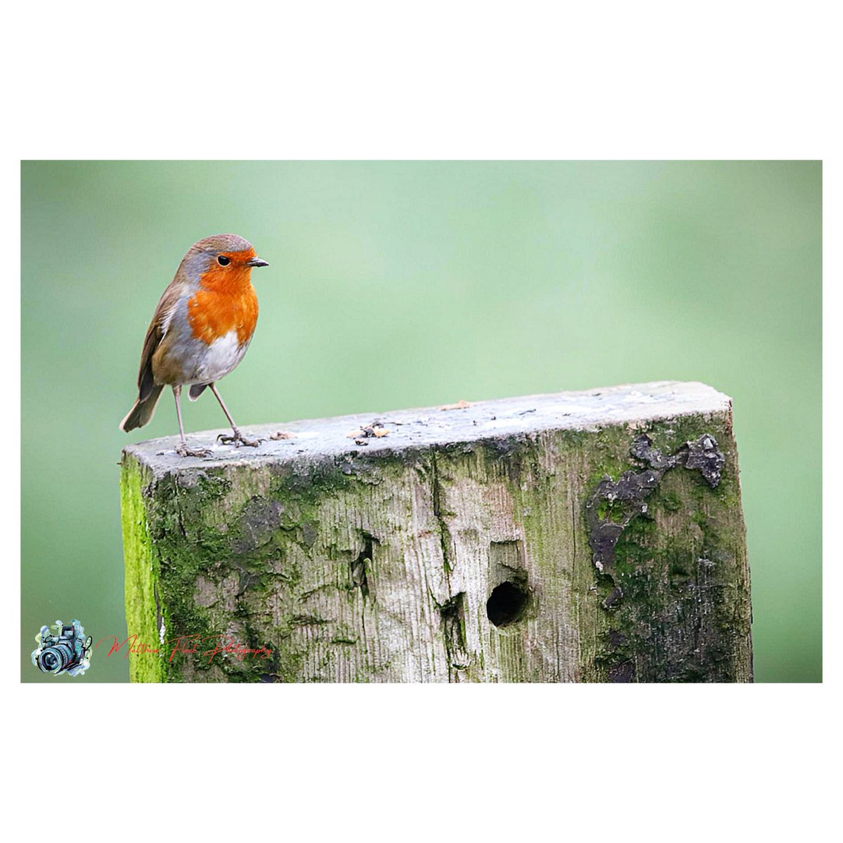 Robin Wassell Grove, UK 🏴󠁧󠁢󠁥󠁮󠁧󠁿 #Robin #WassellGrove #Photography