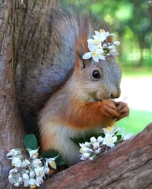So beautiful squirrel ❤️ Photography ❤❤❤😛😛 #bestphotochallenge #BestPhotographyChallengeio #picturechallenge #photo #challenge #photographychallenge #mickeygaurav #picture #picoftheday #photographer #photoshoot #photochallenge #PhotoEditingChallenge #challengechallengemake