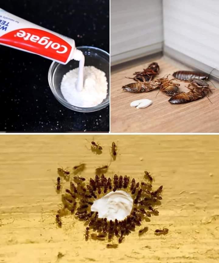 How to remove ants and mites at home forever with the toothpaste hack: it's the most powerful and it's applied like this: Ingredients: 3 tablespoons of sugar 4 tablespoons of flour 3 tablespoons of toothpaste 3 tablespoons of water Method: 1. Prepare the Mixture: In a bowl,…