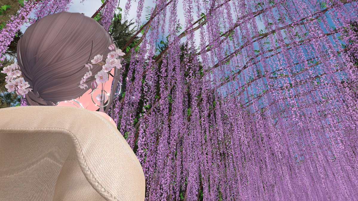ワールド：藤の参道 -Wisteria trellis approach to shrine-
　
桜が終わって次は藤ですね
　
以前は藤のお祭りで屋台とかも出てて藤を見に行くっていうよりはお祭りに行くって感じでした
　
昔は藤ってただの街路樹って感じであんまり気にしてなかったかな
　
VRで藤を見ることになるとは感慨深いです