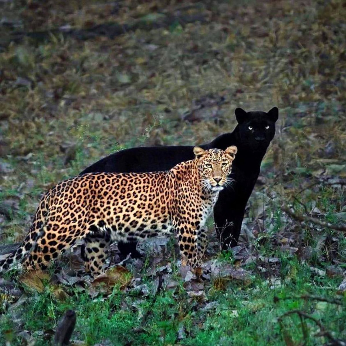 ‘The eternal couple’ Isn’t it amazing?? 😻🤩 The pair is photographed in the perfect position, as if the panther is the leopard's shadow 🐈 🐈‍⬛