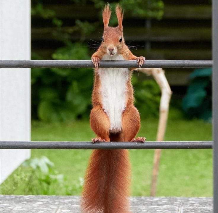 So beautiful squirrel ❤️🐿️

Perfect shoot 📷🐿️

#bestphotochallenge
#BestPhotographyChallengeio
#picturechallenge
#photo
#challenge
#photographychallenge
#mickeygaurav
#picture
#picoftheday
#photographer
#photoshoot
#photochallenge
#PhotoEditingChallenge
#challengechallengemake