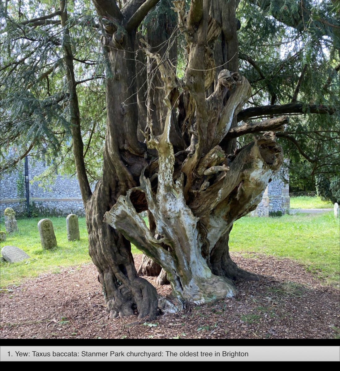 This is the oldest tree in Brighton 🤩🌳 You’ll find it on the Special Trees of Stanmer Park and the Special Trees of Brighton & Hove maps cpresussex.org.uk/tree-festival/… #SpecialTrees @CPRESussex @bhgsforum @btnhovewildlife @BrightonHoveCC @TiCLme @AncientTreesATF @Team4Nature