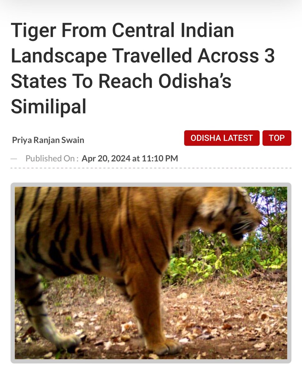 Tigers exploring #Odisha, what stops you!! A tiger from central India crossed 3 states and reached Odisha. Few months ago, another tiger from Maharastra had travelled more than 2000 kms to reach Odisha. These tigers should declared as the brand ambassadors of #OdishaTourism.