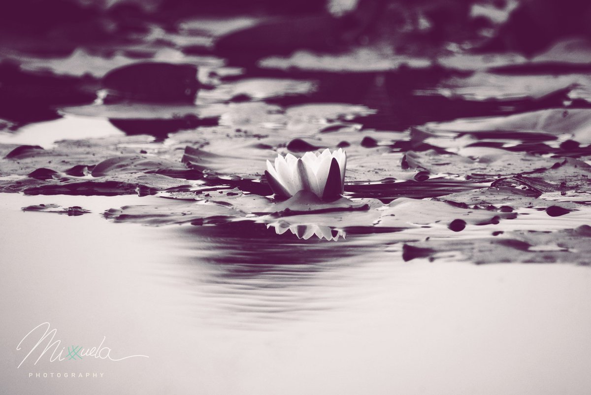 QT your B&W art  ⚫️⚪️📸

Waterlily 

#bnwphotography #blackandwhitephotography #NaturePhotograhpy #photography