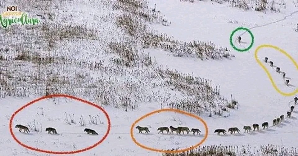 @rawsalerts pack of wolves, The three in front are old and weak, they walk forward to adjust the pace of the group in case of a race, so they don’t fall behind them. The next five are the strongest and the most robust, they have the task of protecting the front in case of attack. The group…