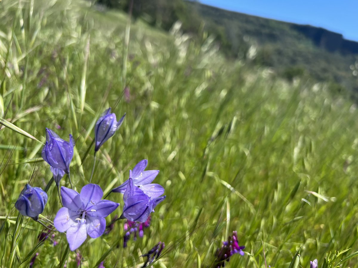 alexbreitler's tweet image. Foothills report: Still green and blooming, but the oven is on preheat. Don’t wait much longer or you’ll miss it! @BLMca @usbr #newmelones #tablerock