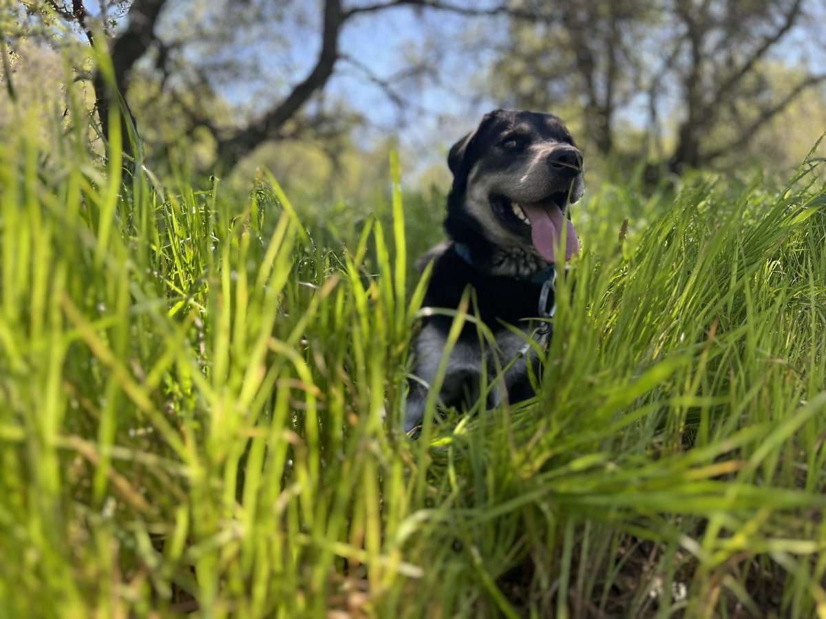 alexbreitler's tweet image. Foothills report: Still green and blooming, but the oven is on preheat. Don’t wait much longer or you’ll miss it! @BLMca @usbr #newmelones #tablerock