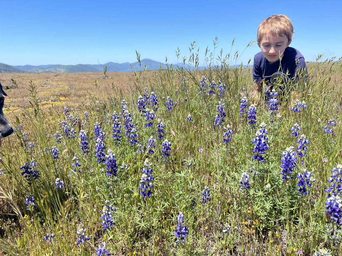alexbreitler's tweet image. Foothills report: Still green and blooming, but the oven is on preheat. Don’t wait much longer or you’ll miss it! @BLMca @usbr #newmelones #tablerock