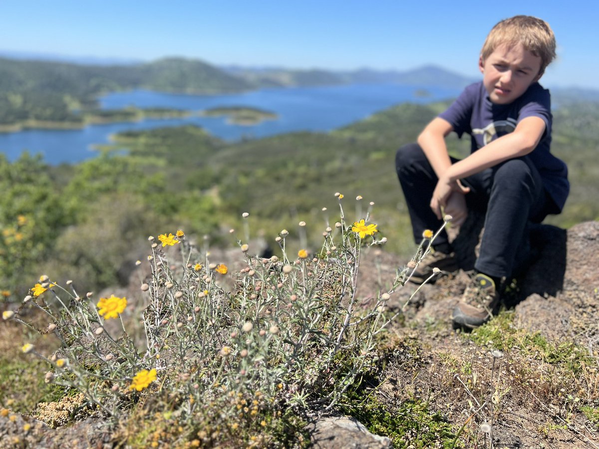 alexbreitler's tweet image. Foothills report: Still green and blooming, but the oven is on preheat. Don’t wait much longer or you’ll miss it! @BLMca @usbr #newmelones #tablerock