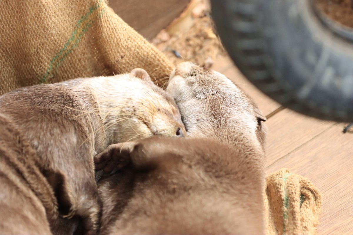 仲良しなヒナタとドン🫶

#東山動植物園 #コツメカワウソ
#ヒナタ #ドン