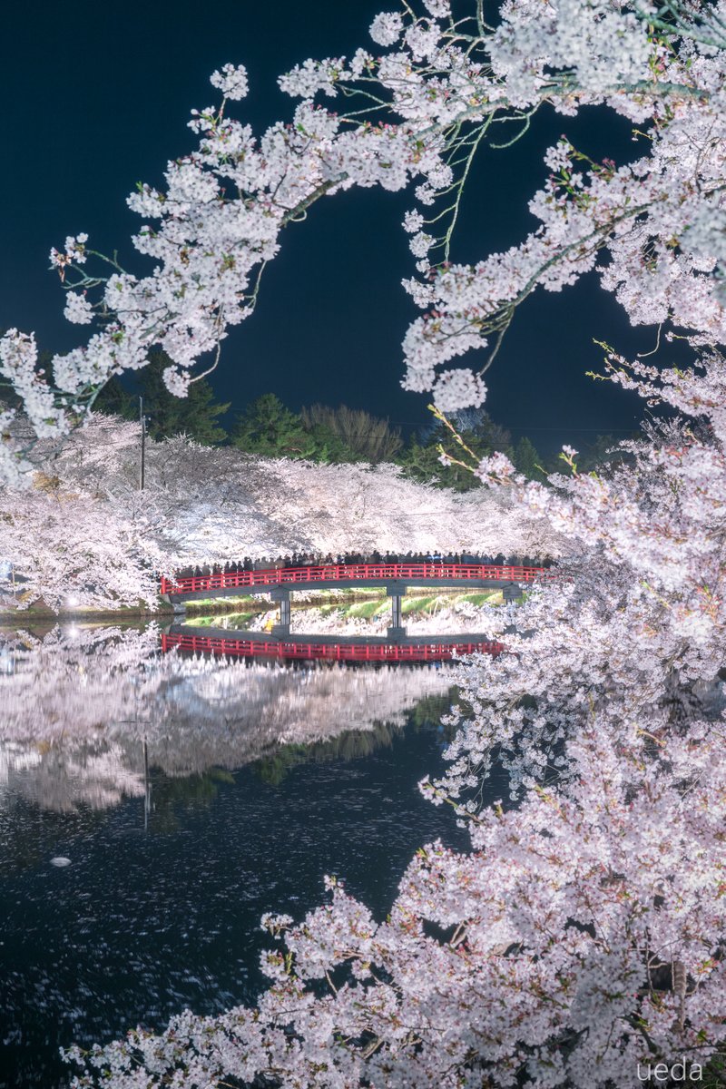 青森県弘前市　弘前公園の夜桜🌸 今まさに満開ピークです！ 撮影　2024年4月20日
