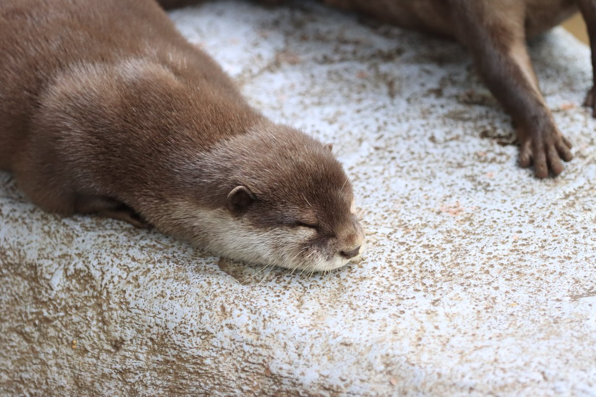 ぺたーん(՞- -՞)ᐝ

#東山動植物園 #コツメカワウソ #ヒナタ