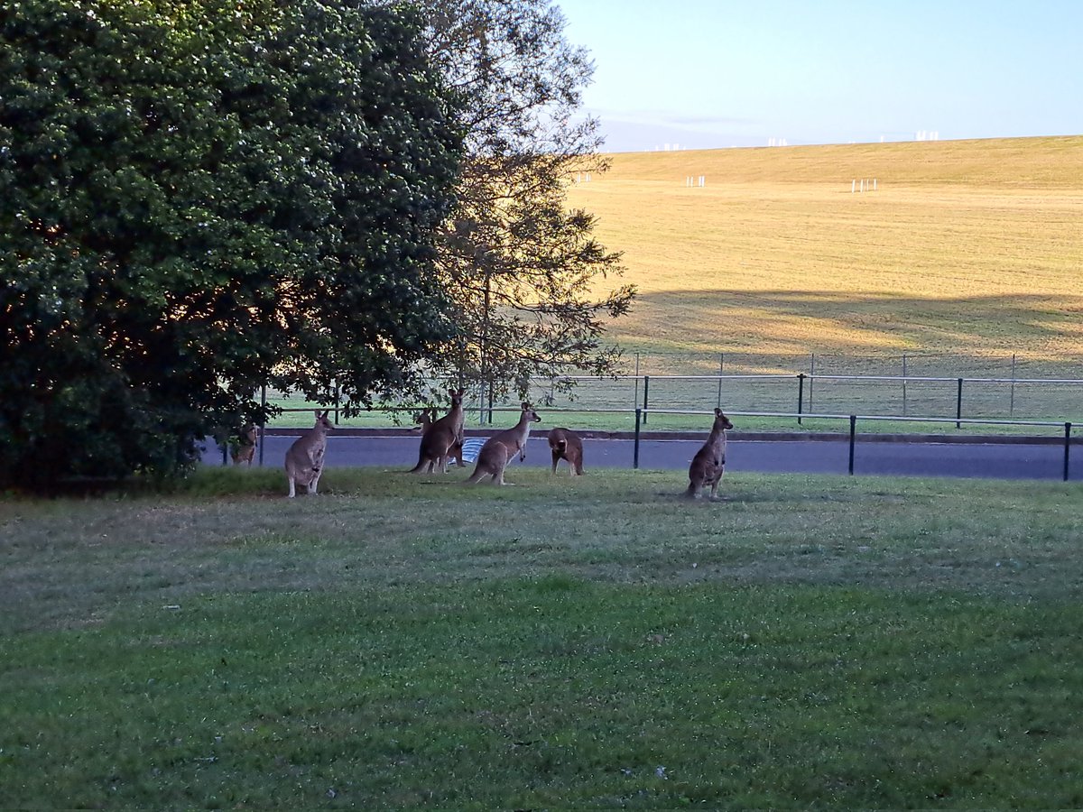 On my run this morning. Kangaroos at Prospect Reservoir. 🦘 #kangaroos