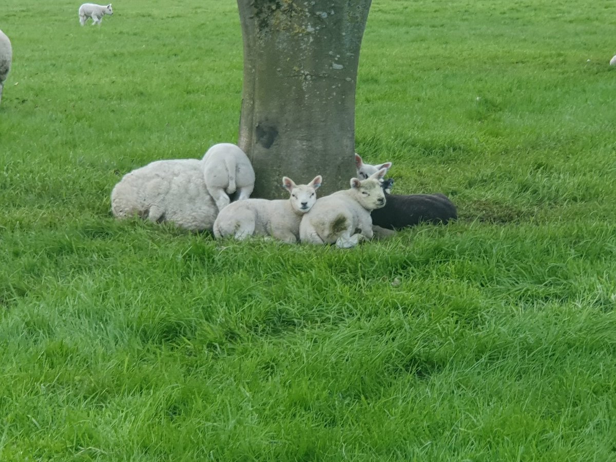 #Morningrun while some are having a more leisurely start to their, #SundayFunday. #WorcestershireHour #MalvernHillsHour