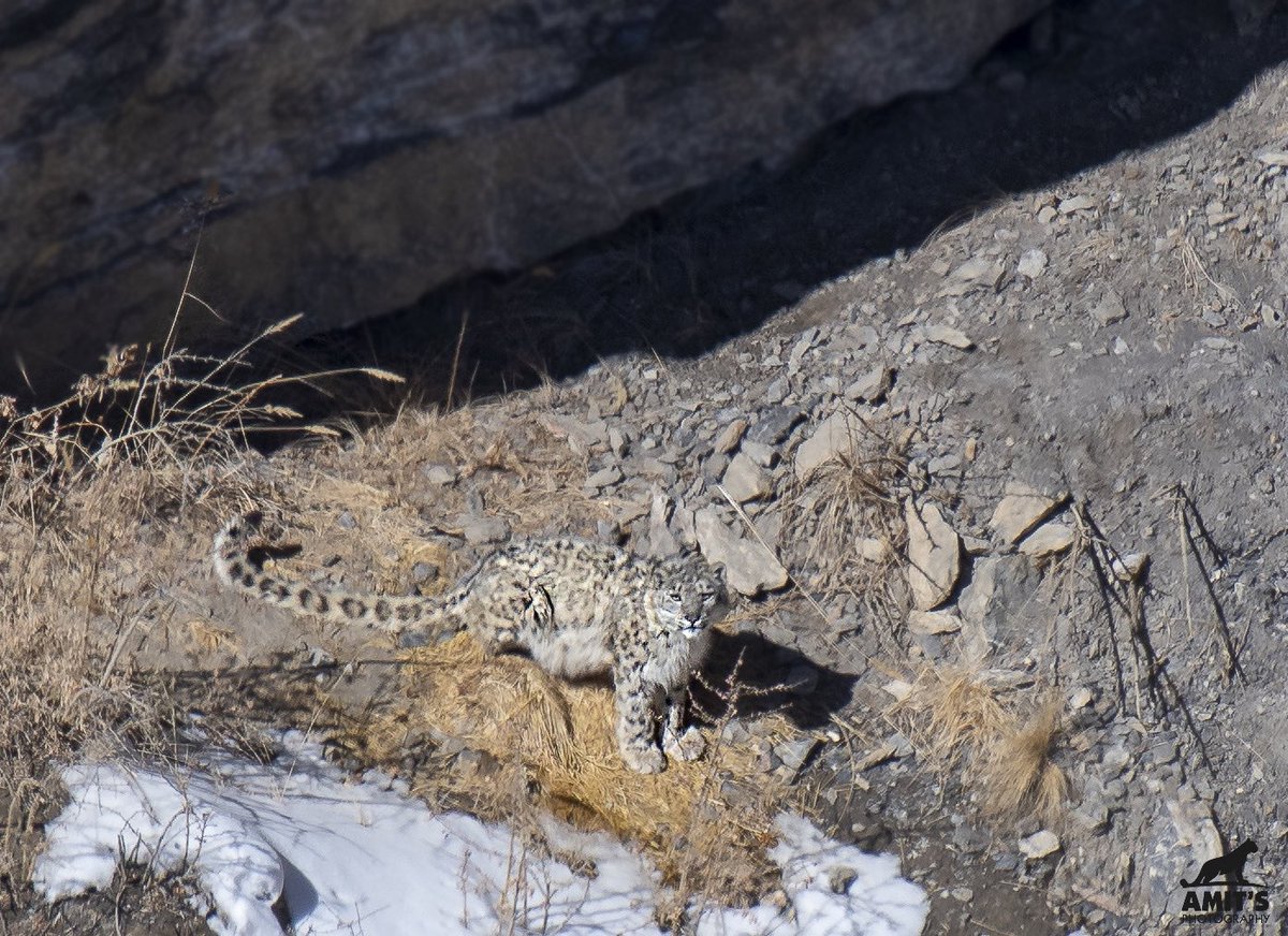 Price of snowy mountains! Snow leopard | Spiti valley #wildlife_adventures #snowleopard #spiti #wildlifephotographersofindia #wildlifephotography #himalayas #kibber #greyghost #nikon #natgeoindia