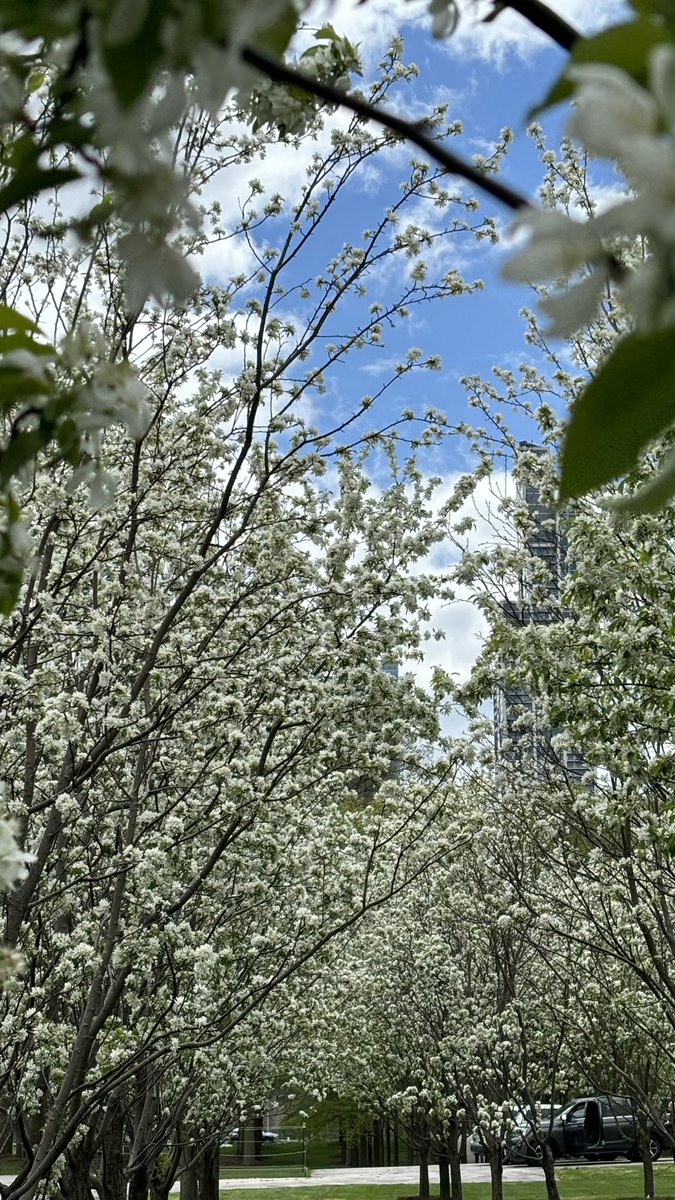 immaivteh's tweet photo. springggg 🌷🌼 https://t.co/uYKPZg9uOR
