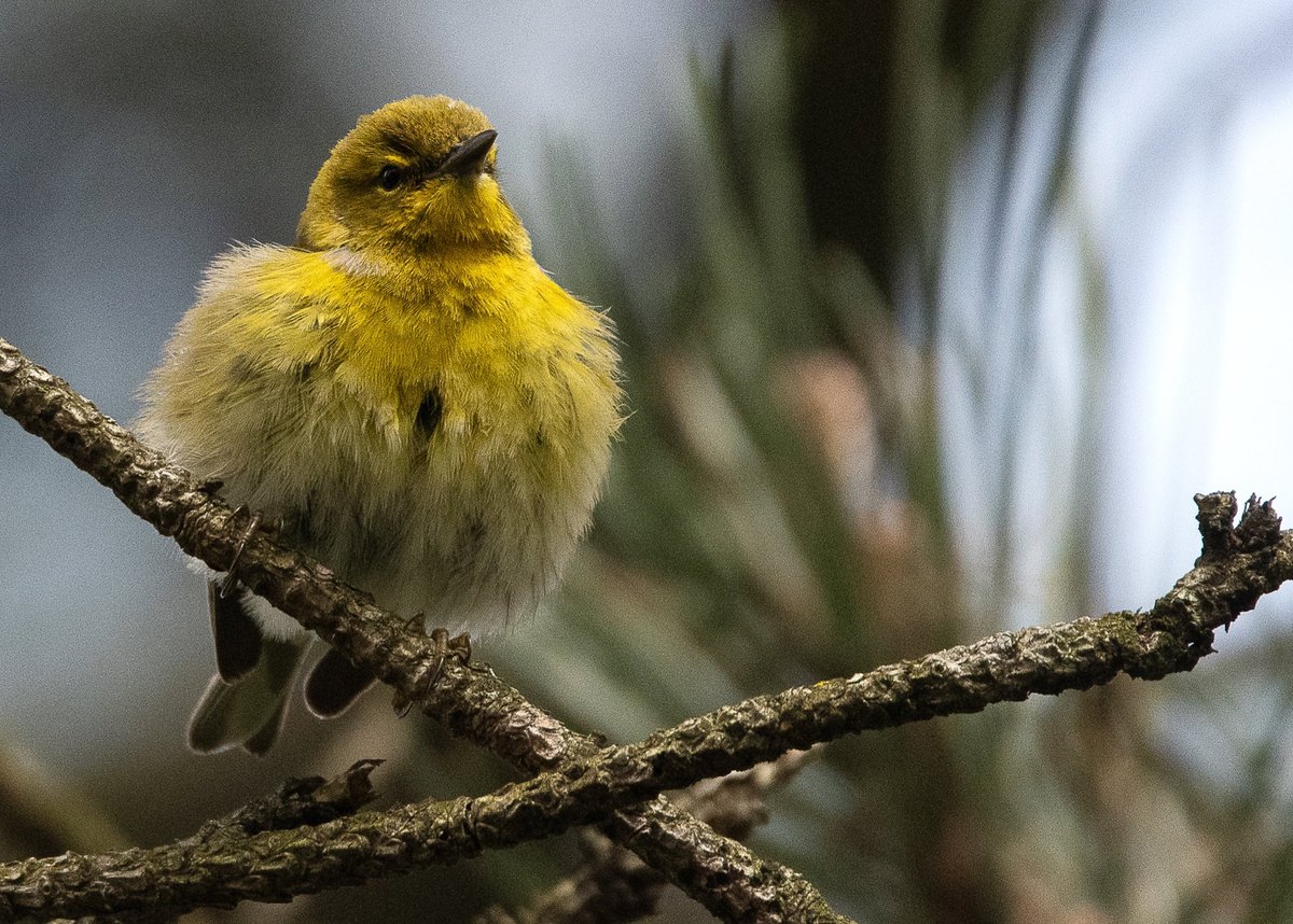 Pine warbler at Shakespeare garden on Saturday morning. #birdcp