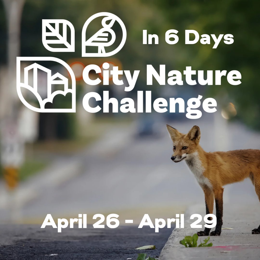 The #CityNatureChallenge begins April 26! Learn how your observations during the four-day global habitat survey help us understand biodiversity and coexisting with nature. Participation is easy: Find wildlife. Take a picture. Share.

Visit CityNatureChallenge.org for the details!