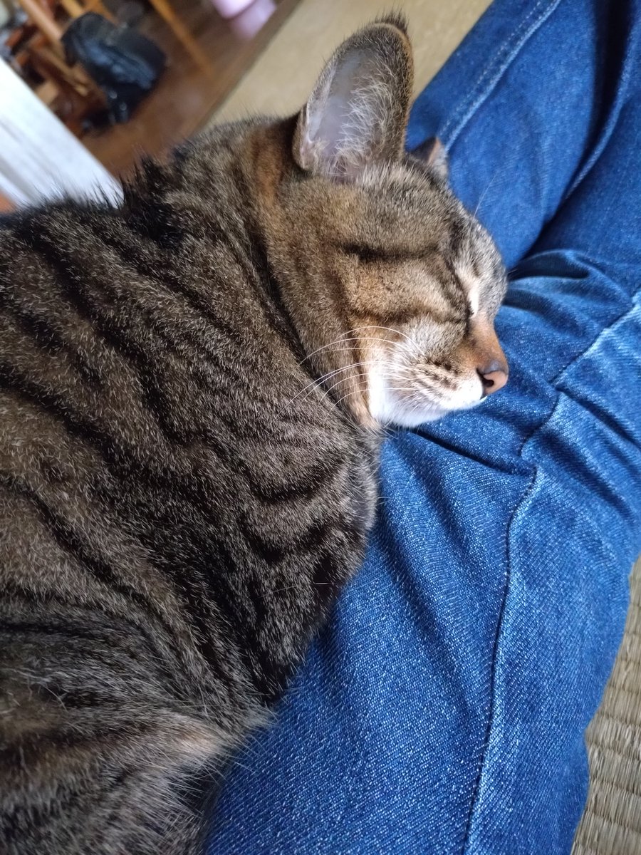 nekokitsuon's tweet photo. 何回膝からおろしても寝にやってくる😂
#猫好きさんと繋がりたい https://t.co/BJkCthRr8C