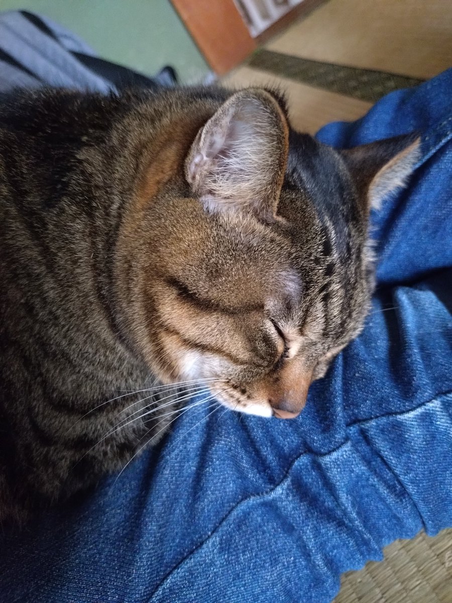 nekokitsuon's tweet photo. 何回膝からおろしても寝にやってくる😂
#猫好きさんと繋がりたい https://t.co/BJkCthRr8C