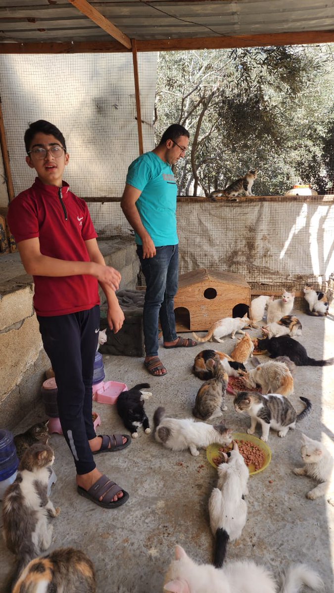 help cats tweet media