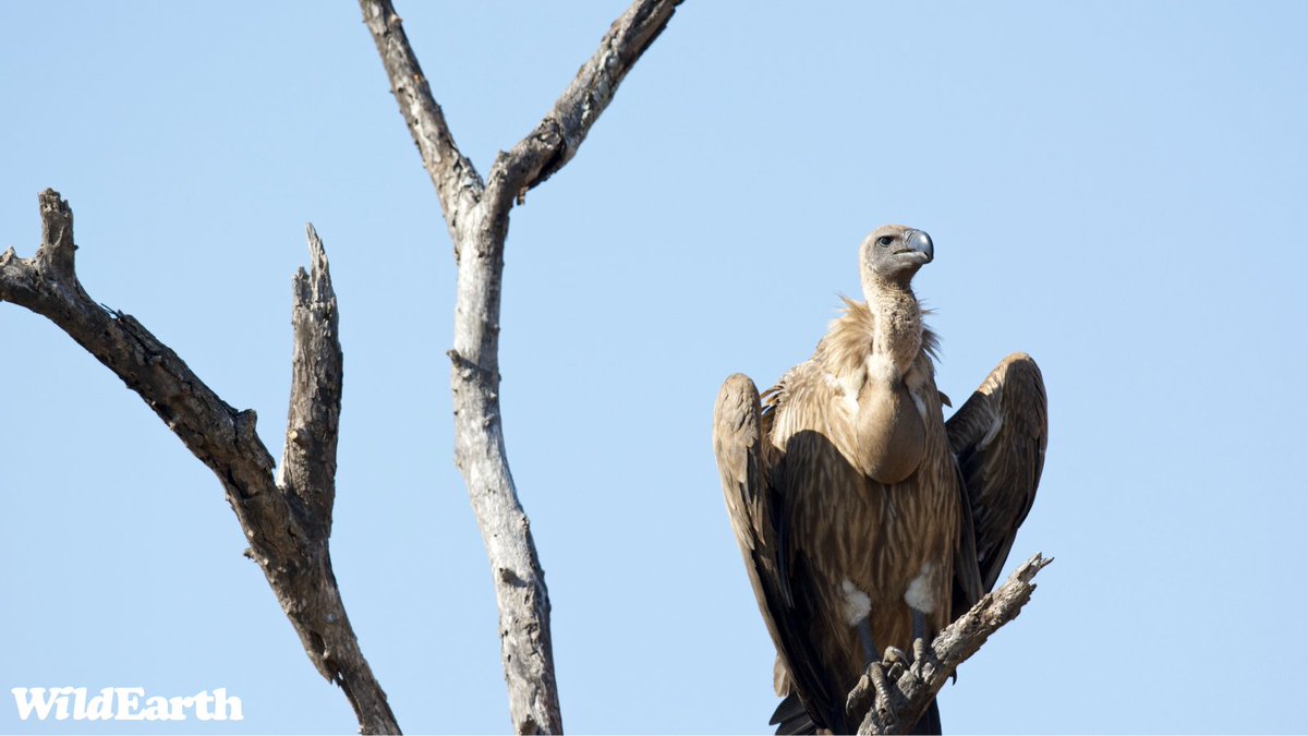 Send your questions and comments to wildearth.tv/questions/ #wildearth