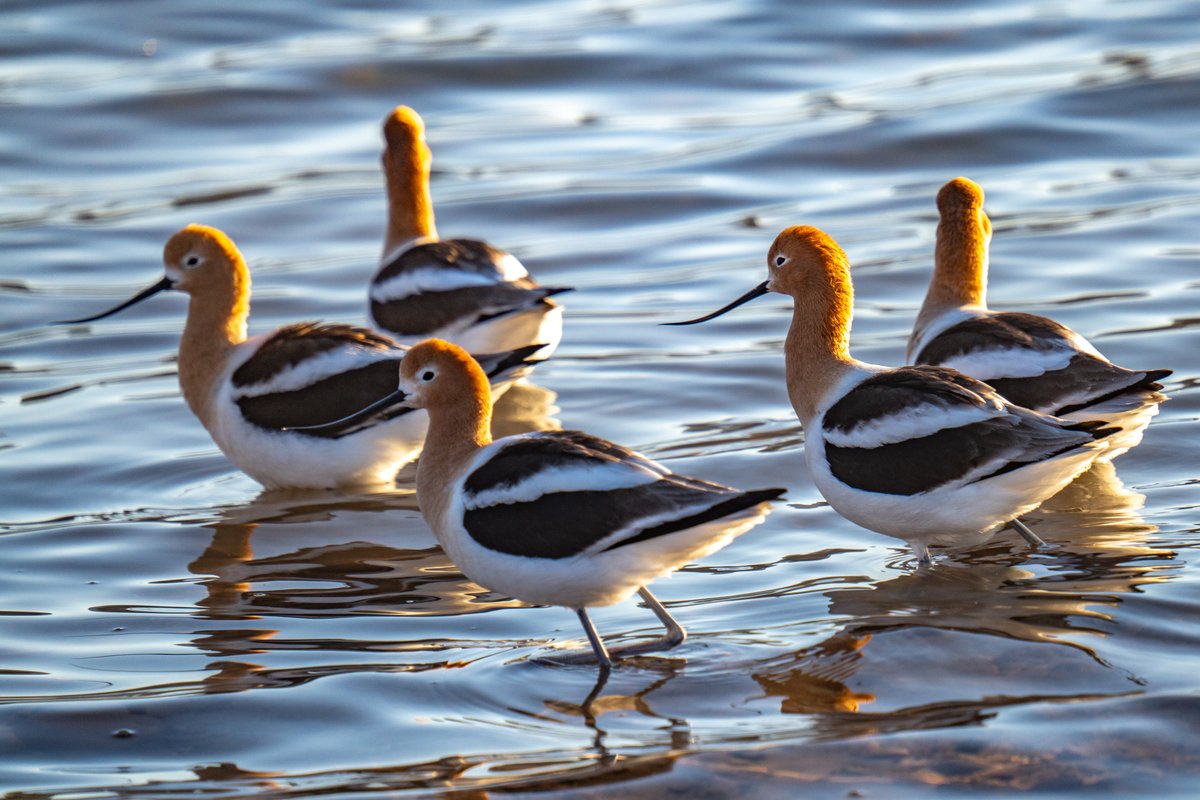 American avocets hanging out in the early morning light at Harpers Lake