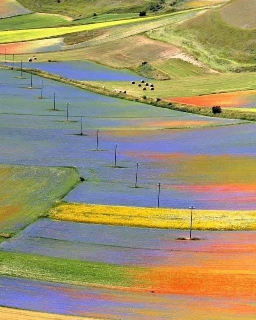 Fioriture delle lenticchie, Castelluccio di Norcia (PG)