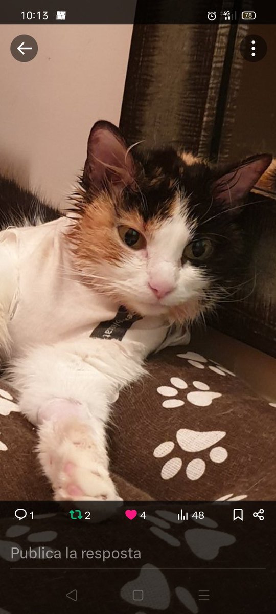 Solopar53137293's tweet photo. Leia busca #Acollida o #adopcio Està a Pons #Lleida. És molt bona i afectuosa. Ha passat per un abandonament. Li dones una oportunitat? #XarxaCatalunyaAdopcions #XarxaBarcelonaAdopcions  #FemXarxa  contracte @___Nurs___ https://t.co/OeA0bbl65i