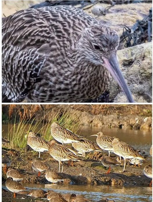 It's #WorldCurlewDay and today we're celebrating this beautiful iconic bird. Such an amazing Wader and we just love Curlews! ❤️❤️❤️🌏🌏 Photo: @SharonEnv1 #CurlewAction #birdphotography @CurlewAction @waderquest @curlewcalls #helpnature #makeadifference #birdsuniteourworld