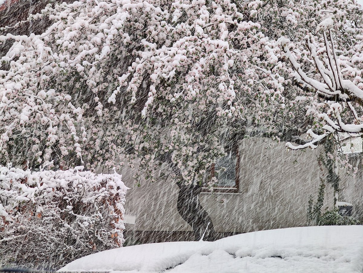 Oberhalb 300 m gibt es regional seit einigen Stunden schauerartige Schneefälle. Die aktuellen Schneehöhen:

Schmücke: 26 cm
Fichtelberg: 23 cm
Carlsfeld: 19 cm 
Wasserkuppe: 18 cm
Neuhaus: 14 cm
Kahler Ästen: 13 cm

#Schnee #Neuschnee #Aprilwinter #Wetter