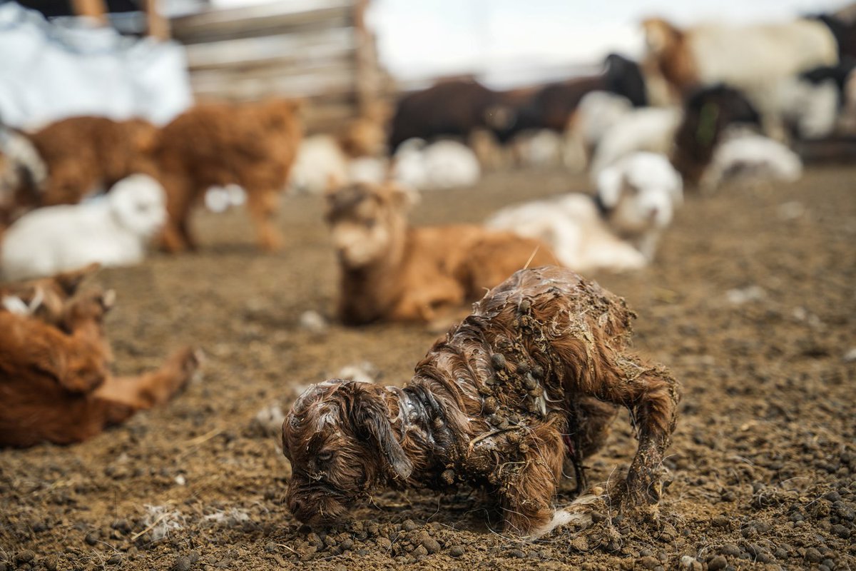 Witnessing newborn animals such as this is a morale booster for the Mongolian Red Cross & @ifrc, which provide livelihood, healthcare & psychosocial support to affected herders. In its harshest winter in nearly 5 decades, over 6.6 million livestock have perished in Mongolia.