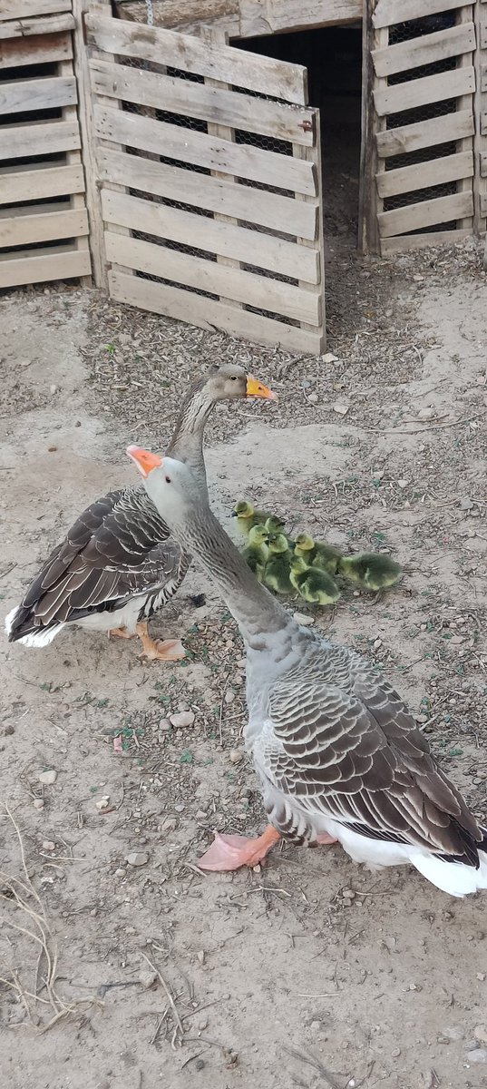 Benvingudes a la vida!! <a href="/MasDelsCodols/">Mas Dels Còdols</a>