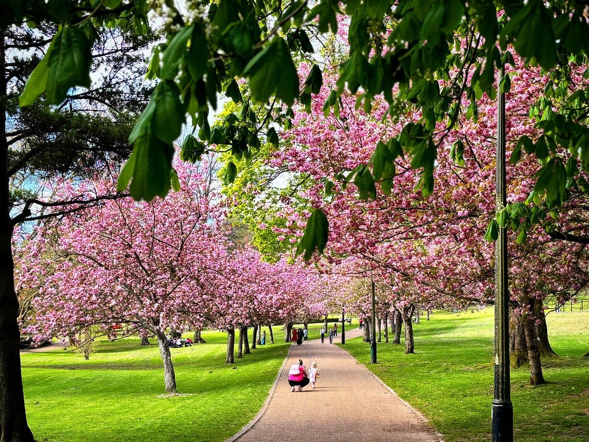 And here’s the cherry 🍒 blossom 🌸 trees in Pontypool Park, snapped yesterday. I’d never appreciated them pre-Covid, now I look forward to them every year