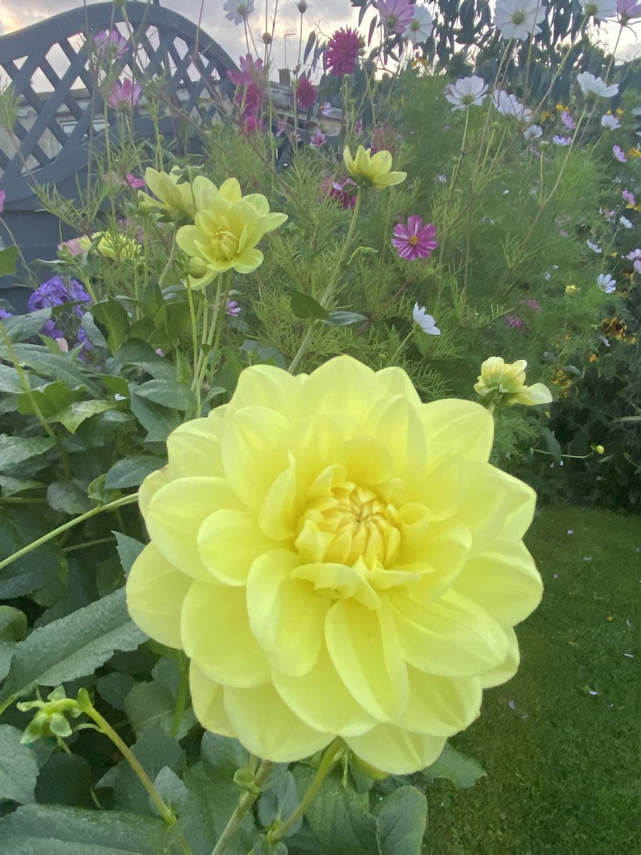 Morning all,Sorry for the lack of replies yesterday but I spent the day working on my daughter’s house in Kent …good old dad😂
Here’s the garden last year for #SundayYellow , have a lovely day everyone 😊#GardeningTwitter #GardeningX