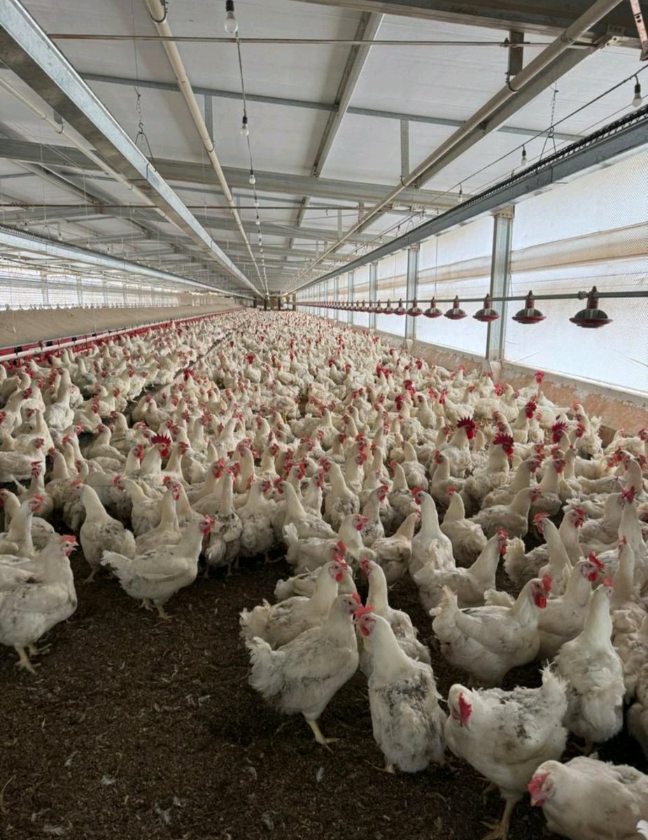 With a high demand for broiler hatching eggs , i would advise people with appropriate capital to venture into Broiler breeders production. #Farmlink🐓🐓🐓