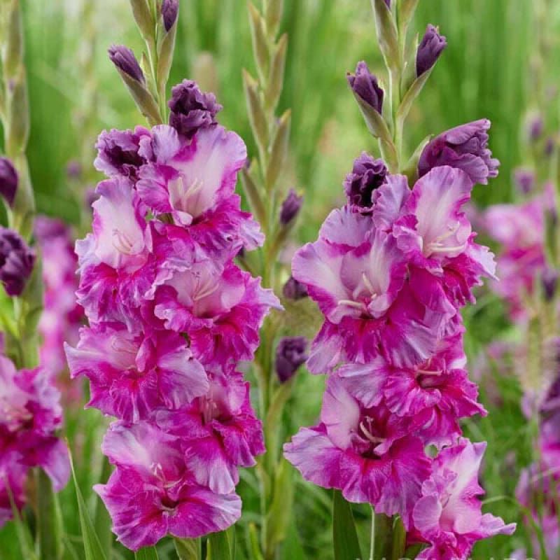 Gladiolus 'Purple Art' flowers for you this morning ❤️ Have a flourishing Sunday 😄