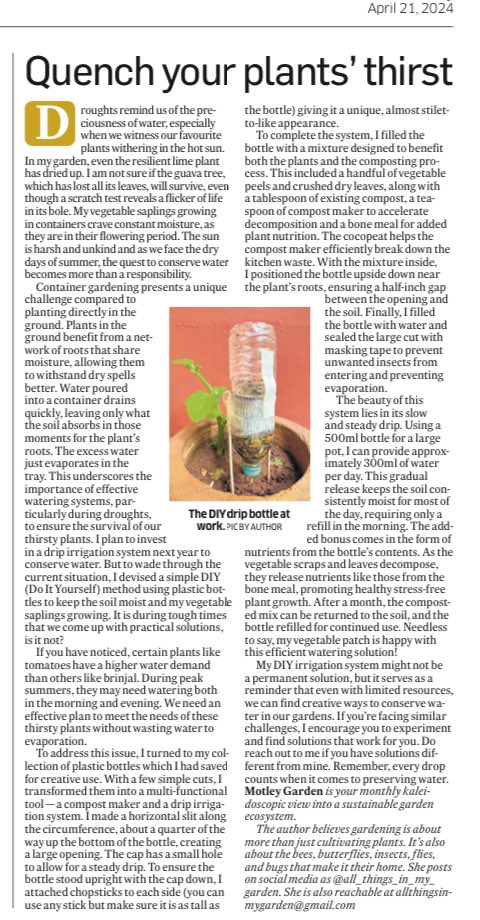Bangalore's summer heat can be brutal on thirsty plants, with constant water loss from evaporation and runoff. To quench your garden, I shared a simple DIY watering solution in today's Deccan Herald article. deccanherald.com/amp/story/feat…