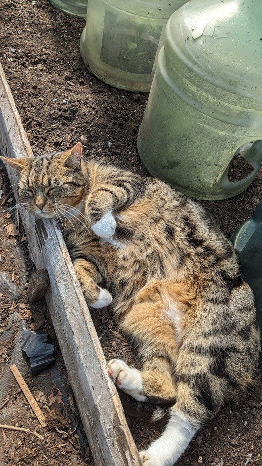 (Amanda) I love relaxing in the polytunnel. The big plastic things protect the little plants from the cold. I'm glad I don't have to have one over me, my fur coat keeps me nice and warm.