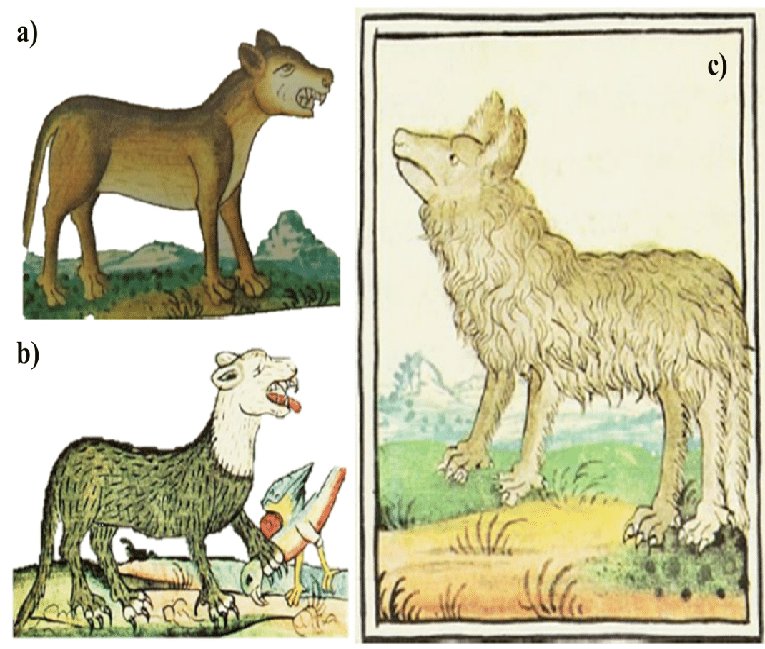 MISTLI  significa #Puma
Imágenes del libro de Fray Bernardino de Sahagún (Historia General de la Nueva España o Códice Florentino). 5a) Miztli (Puma concolor), 5b) Tepechichi (Eira barbara) y 5c) Cuetlachtli (Canis lupus baileyi).
#Pumas #mexico #mexicomagico #mexicolindo